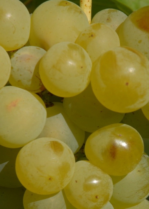 Muskat-Ottonel ANT 0333b